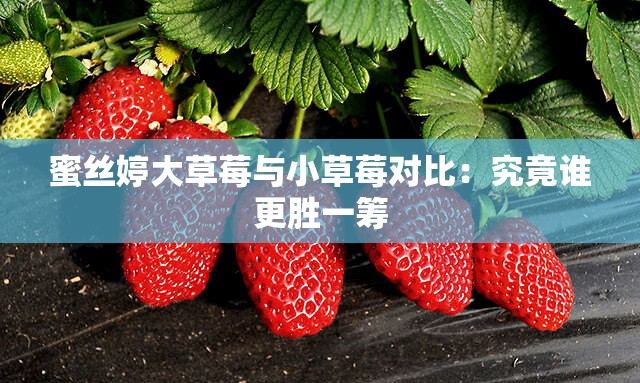 蜜丝婷大草莓与小草莓对比：究竟谁更胜一筹