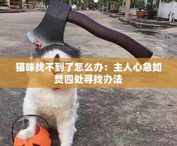 猫咪找不到了怎么办：主人心急如焚四处寻找办法