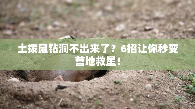 土拨鼠钻洞不出来了？6招让你秒变营地救星！